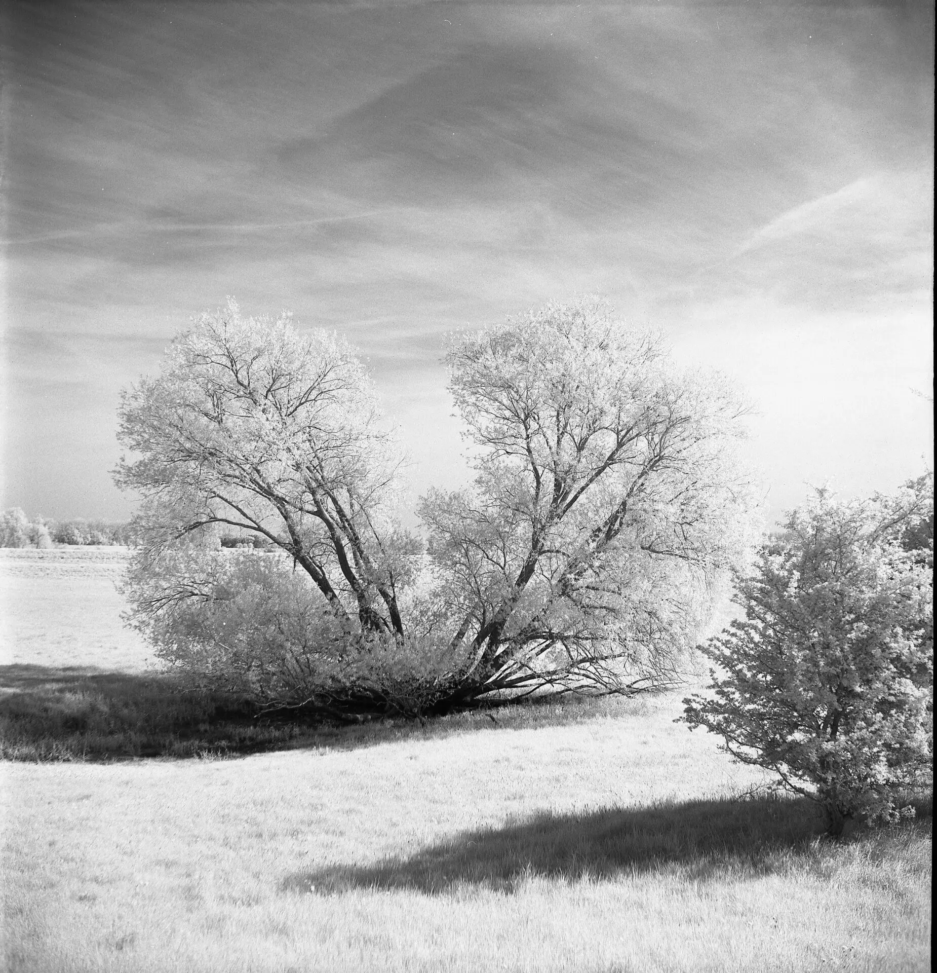 photo argentique infrarouge d'un arbre dans un champs